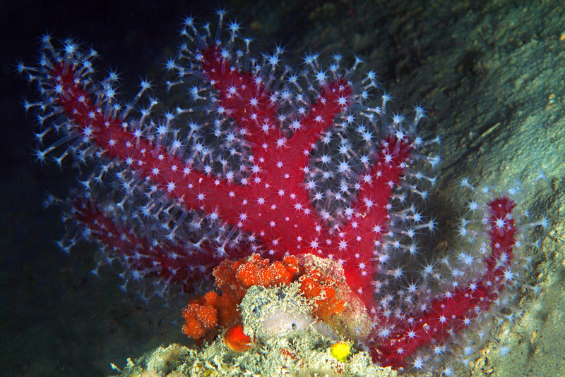 Alcyonium palmatum